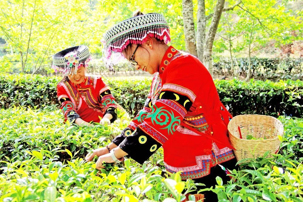 鳳慶聚力打造“中國(guó)紅茶第一縣”